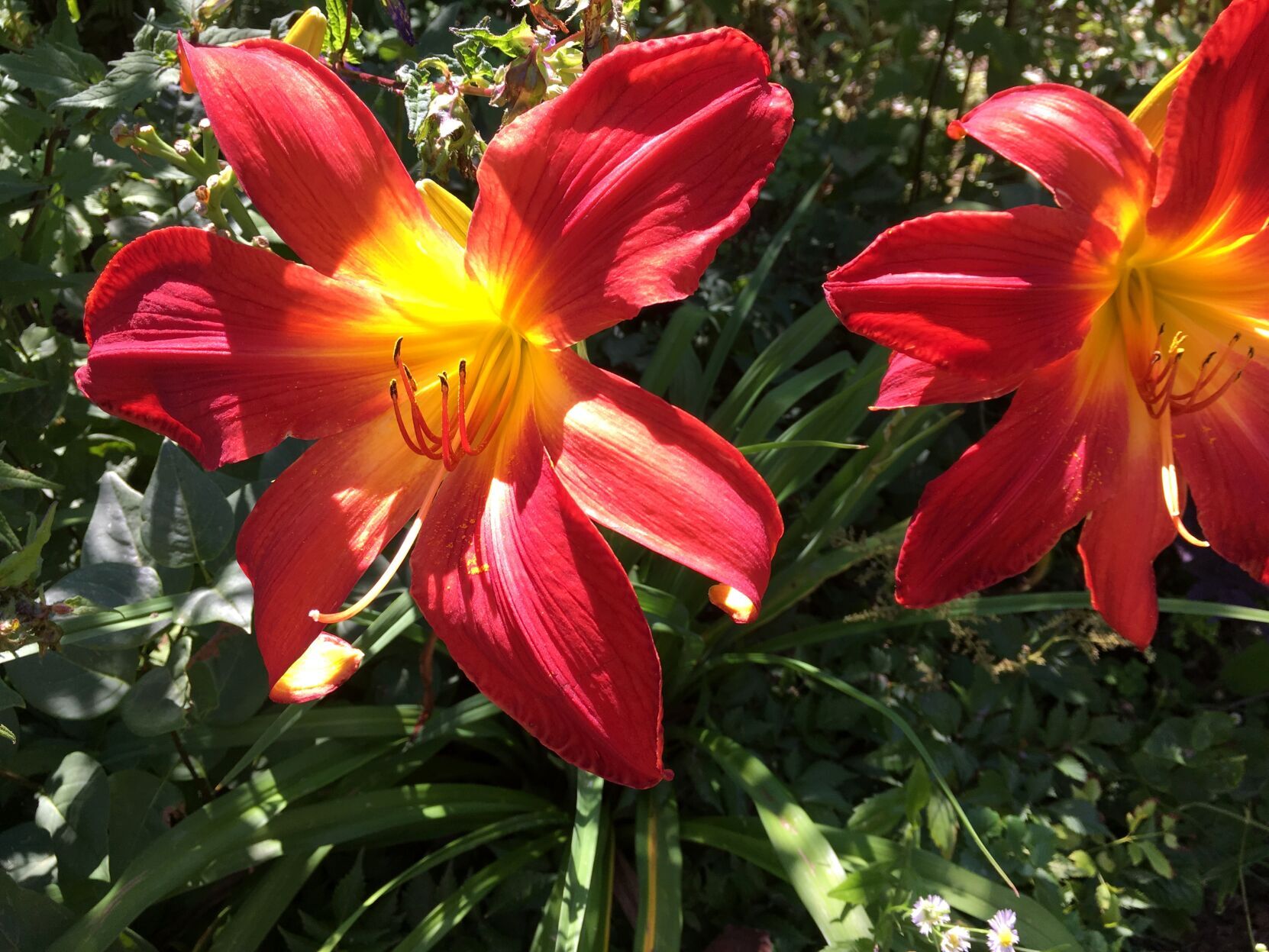 Daylilies uvm extension